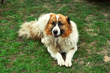 the big dog on the street . Caucasian shepherd