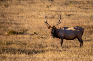 Large Bull Elk on a Cold Fall Morning in the Mountain Meadows of Rocky Mountain National Park