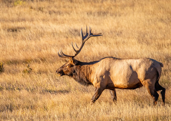 Large Bull Elk on a Cold Fall Morning in the Mountain Meadows of Rocky Mountain National Park