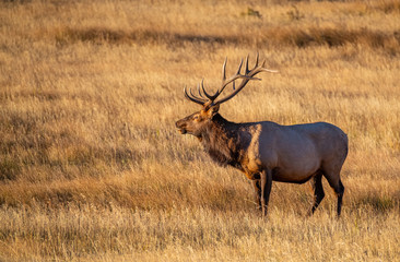 Naklejka na ściany i meble A Large Bull Elk in the Morning Sun at Rocky Mountain National Park in Colorado