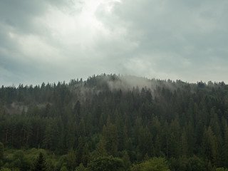 Rainy day in mountains, west Ukraine. Carpathians mountains at summer. Forest of fir and pine trees on hillside. Rainy clouds in the sky. Ukrainian nature landscape. Blurred background