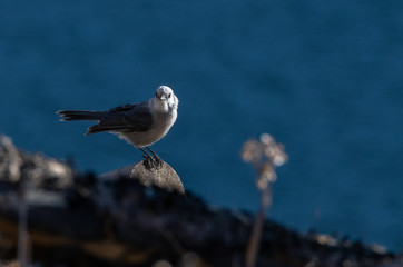A Canada Jay (Camp Robber) in the Mountains of Colorado on a Cold Fall Morning
