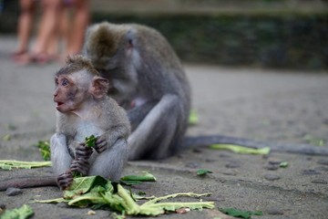 Baby Monkey in Monkey Forest - Bali Indonesia