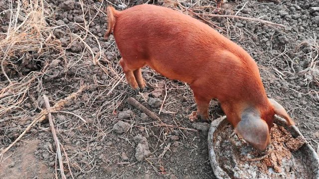 Young red pig Duroc breed eats porridge from an aluminum basin in rural yard with chickens.
