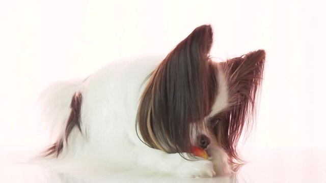 Papillon is eating small red apple stock footage video