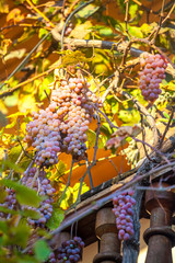 Ripe grapes of Rkatsiteli in the balcony before harvest, Kakheti, Georgia