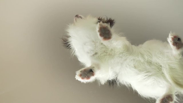 Papillon stands on glass and turns his head stock footage video