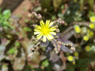  Red oak salad flower