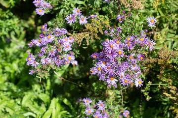 Small vibrant purple flowers with orange centers on a sunny fall day