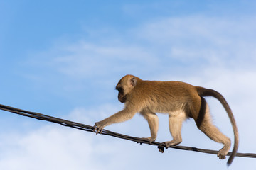 Naklejka premium małpa na drucie