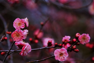 ピンク色の梅の花