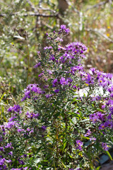 Wildflower plant with small vibrant purple flowers with orange centers on an overcast day