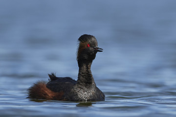 Black-necked grebe (Podiceps nigricollis)