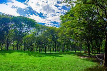 Forest and blue sky. Nature green wood and grass in rainy season. Photo forest and good air concept...