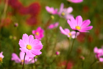 ピンク色のコスモス
