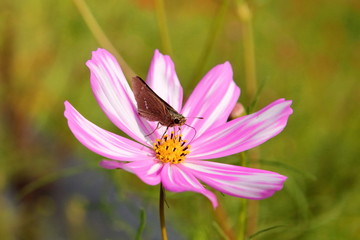 昆虫とコスモス