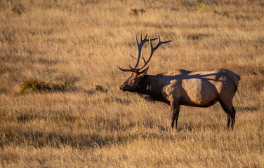 A Large Bull Elk in the Morning Sun at Rocky Mountain National Park in Colorado