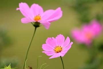 ピンク色のコスモス