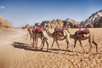 Crédence de cuisine en verre imprimé Chameau Caravane à trois chameaux