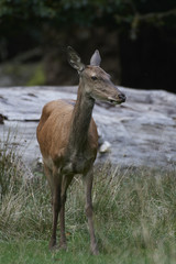 Red deer (Cervus elaphus)