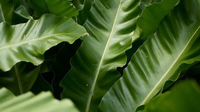 Bird's Nest fern, Asplenium nidus. Wild Paradise rainforest jungle plant as natural floral background. Abstract texture close up of fresh exotic tropical green fresh curly leaves in fantasy dark woods