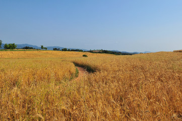 Obraz premium 보리밭