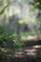 early morning autumn trees