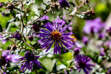 Small vibrant purple flowers with orange centers on a sunny fall day
