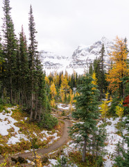 Fototapeta na wymiar Beautiful fall colors in BC during larch season