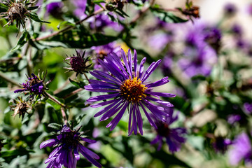 Small vibrant purple flowers with orange centers on a sunny fall day