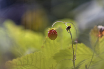 Fragaria (Wild strawberries)