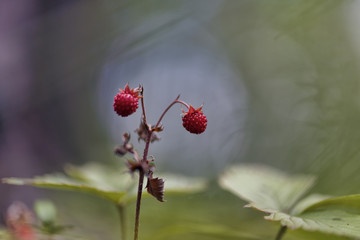 Fragaria (Wild strawberries)