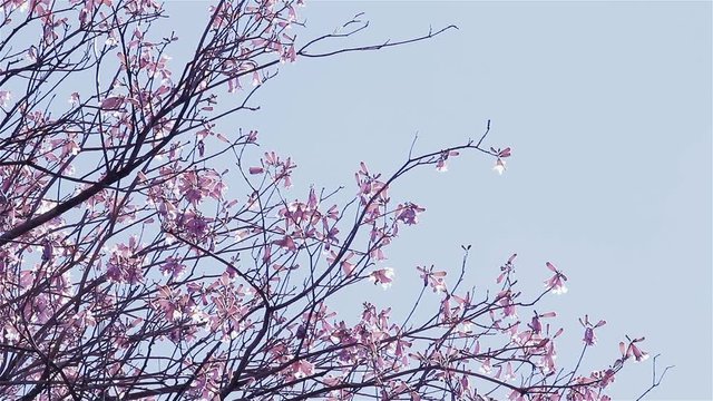 Lapacho Flower Tree in Full Bloom. Lapacho is the National Tree of Paraguay.