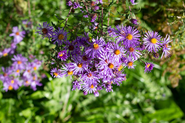 Small vibrant purple flowers with orange centers on a sunny fall day