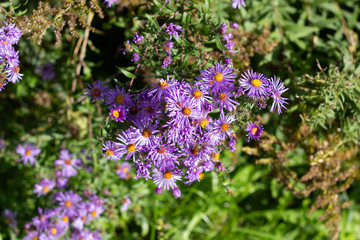 Small vibrant purple flowers with orange centers on a sunny fall day
