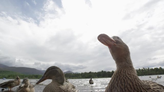 ducks at a scotish lake