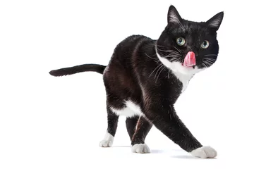 Fototapeten Schwarz-weiße Smoking-Katze, die ihre Zunge herausstreckt © soupstock