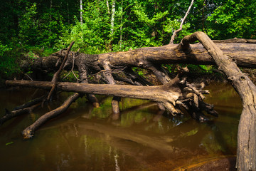 The old tree fallen into the creek.