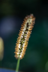 Weed Tail Similar to Wheat Gone to Seed, Close up on a Sunny Day.