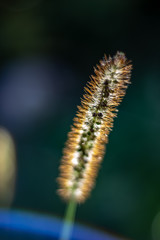 Weed Tail Similar to Wheat Gone to Seed, Close up on a Sunny Day.