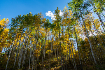 Beautiful Fall Colors in the Colorado Mountains