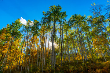 Fototapeta premium Beautiful Fall Colors in the Colorado Mountains