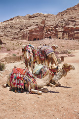 Camels At Petra