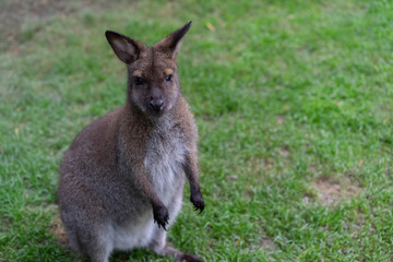 little Kangaroo small