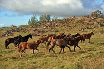 Herd of horses on the shore of the Pacific Ocean.
