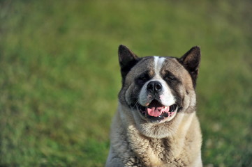 Fluffy white dog on green grass.