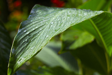 Green leaf with drops of dew after the rain. Raindrops on plants. Wet vegetation after rain.