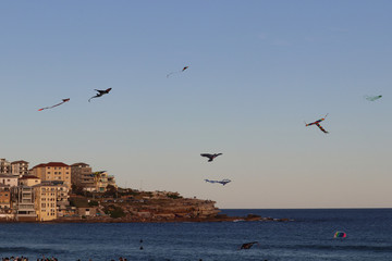 Kite festival in Bondi beach