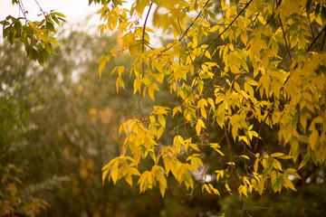 yellow autumn foliage