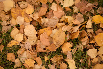 dry autumn leaves on the ground